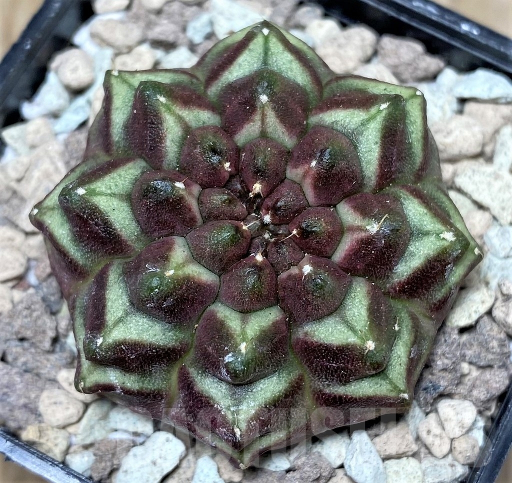 SHPR16712 Gymnocalycium mihanovichii ‘Day dream', seedling - Image 2