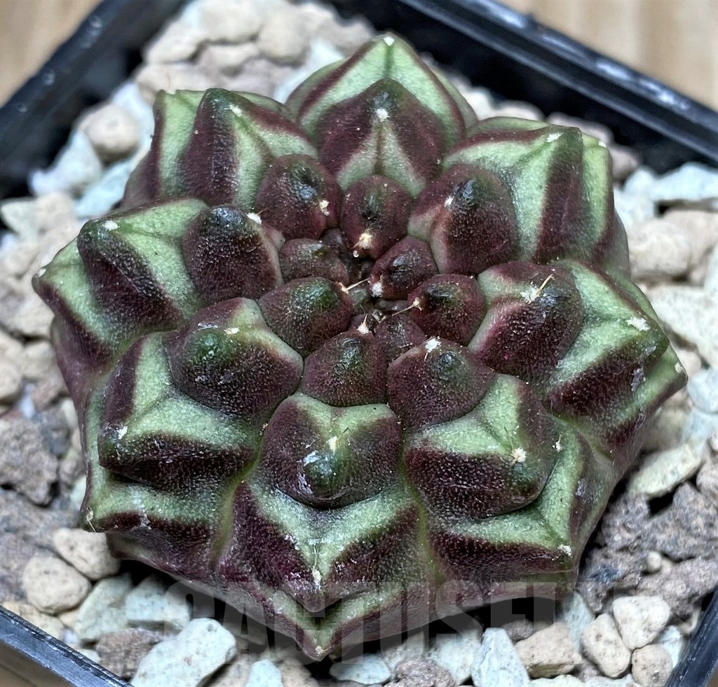 SHPR16712 Gymnocalycium mihanovichii ‘Day dream', seedling