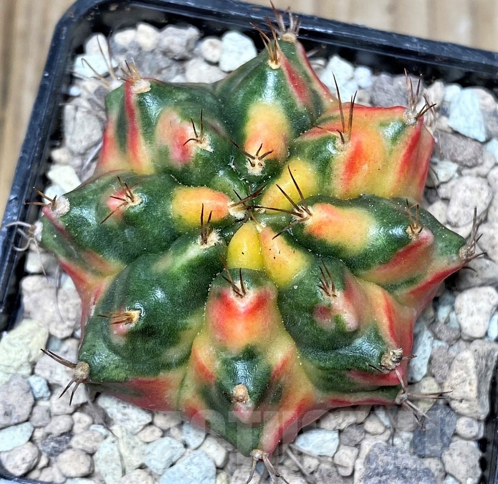 SHPR16713 Gymnocalycium mihanovichii ‘Ruby'