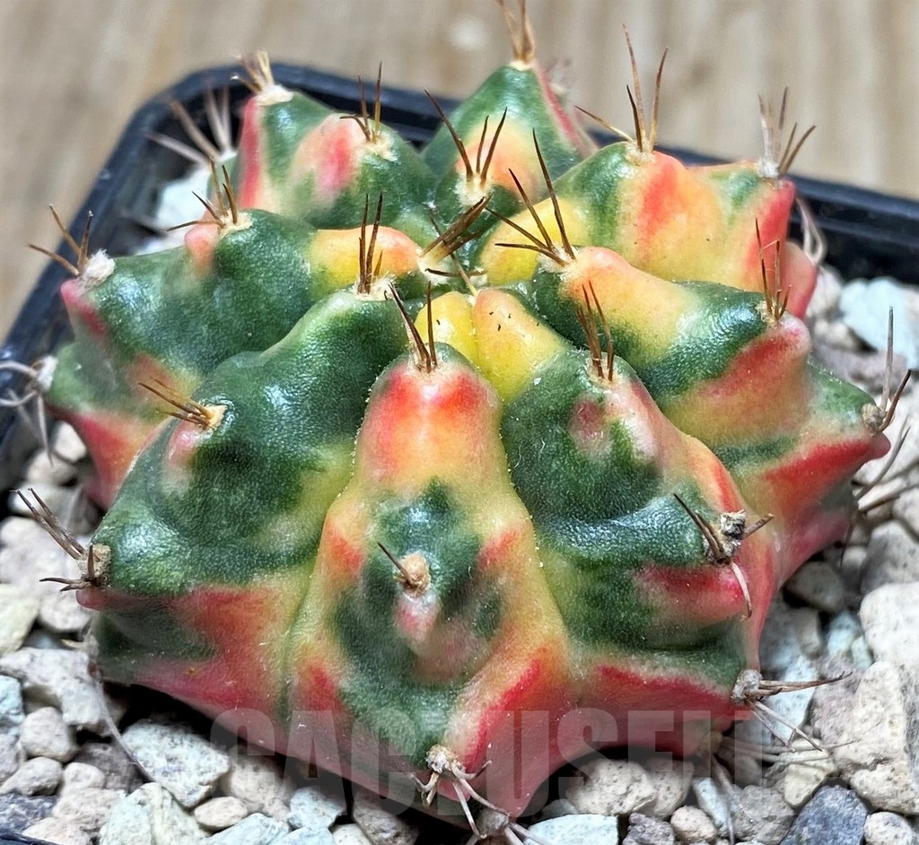 SHPR16713 Gymnocalycium mihanovichii ‘Ruby' - Image 2