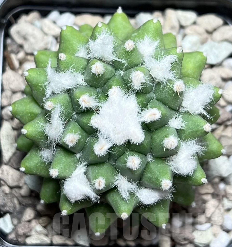 SHPR16937 Mammillaria polythele 'Toluca Snow' - Image 2