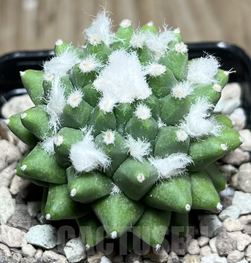 SHPR16937 Mammillaria polythele 'Toluca Snow'