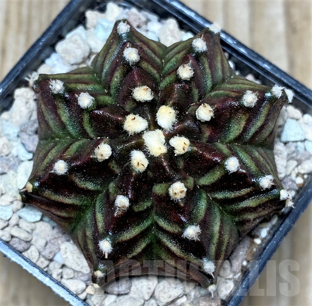 SHPR16718 Gymnocalycium mihanovichii ‘Dark Phoenix'