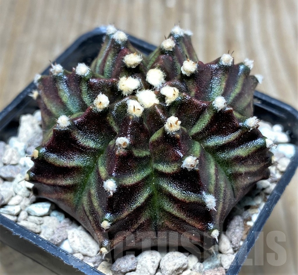 SHPR16718 Gymnocalycium mihanovichii ‘Dark Phoenix' - Obrázek 2