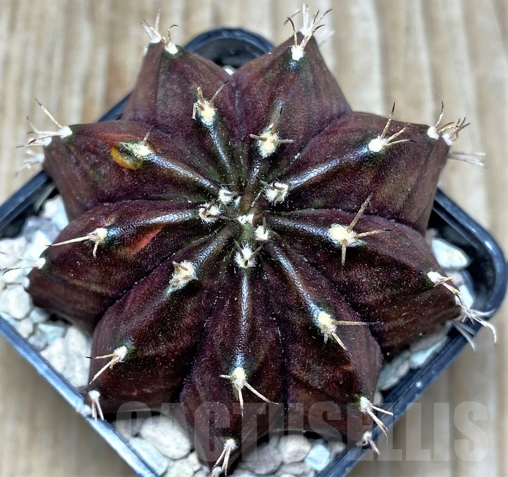 SHPR16719 Gymnocalycium mihanovichii ‘Black window'