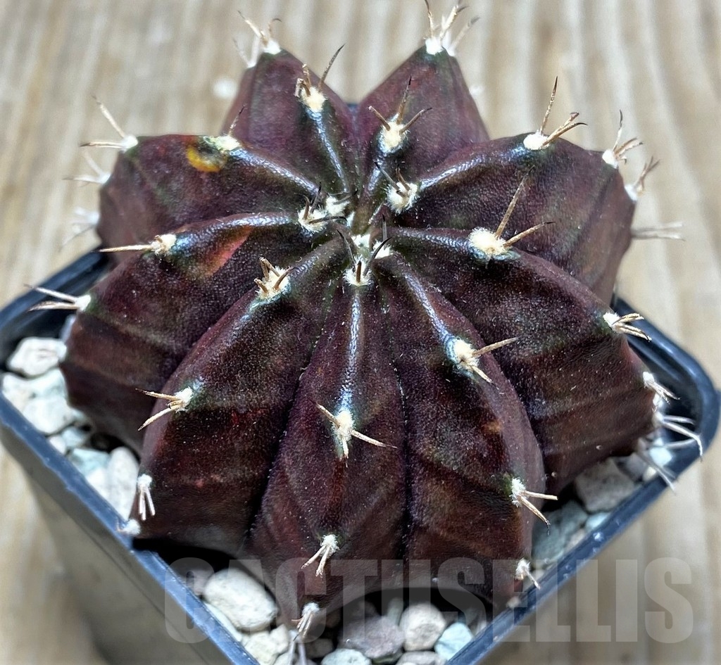 SHPR16719 Gymnocalycium mihanovichii ‘Black window' - immagine 2