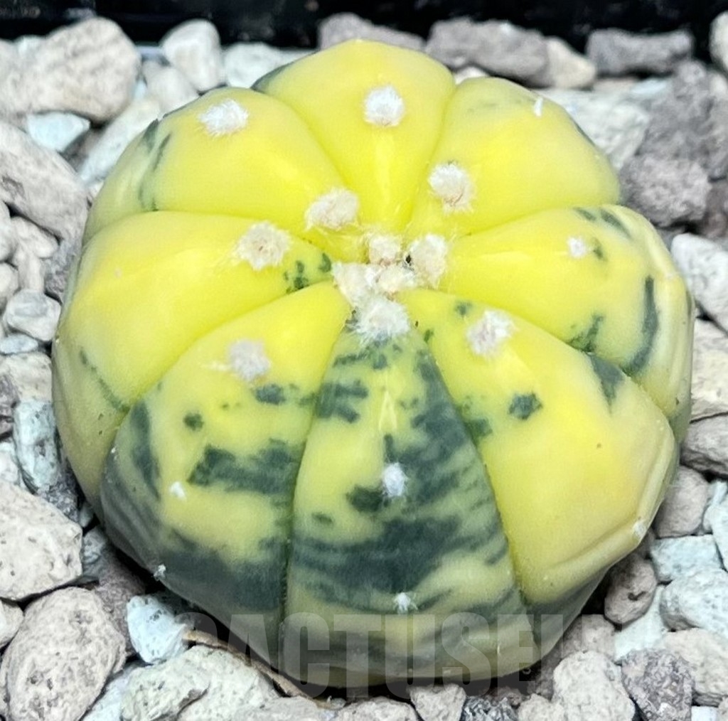 SHPR16943 Astrophytum asterias f. variegata - Image 2