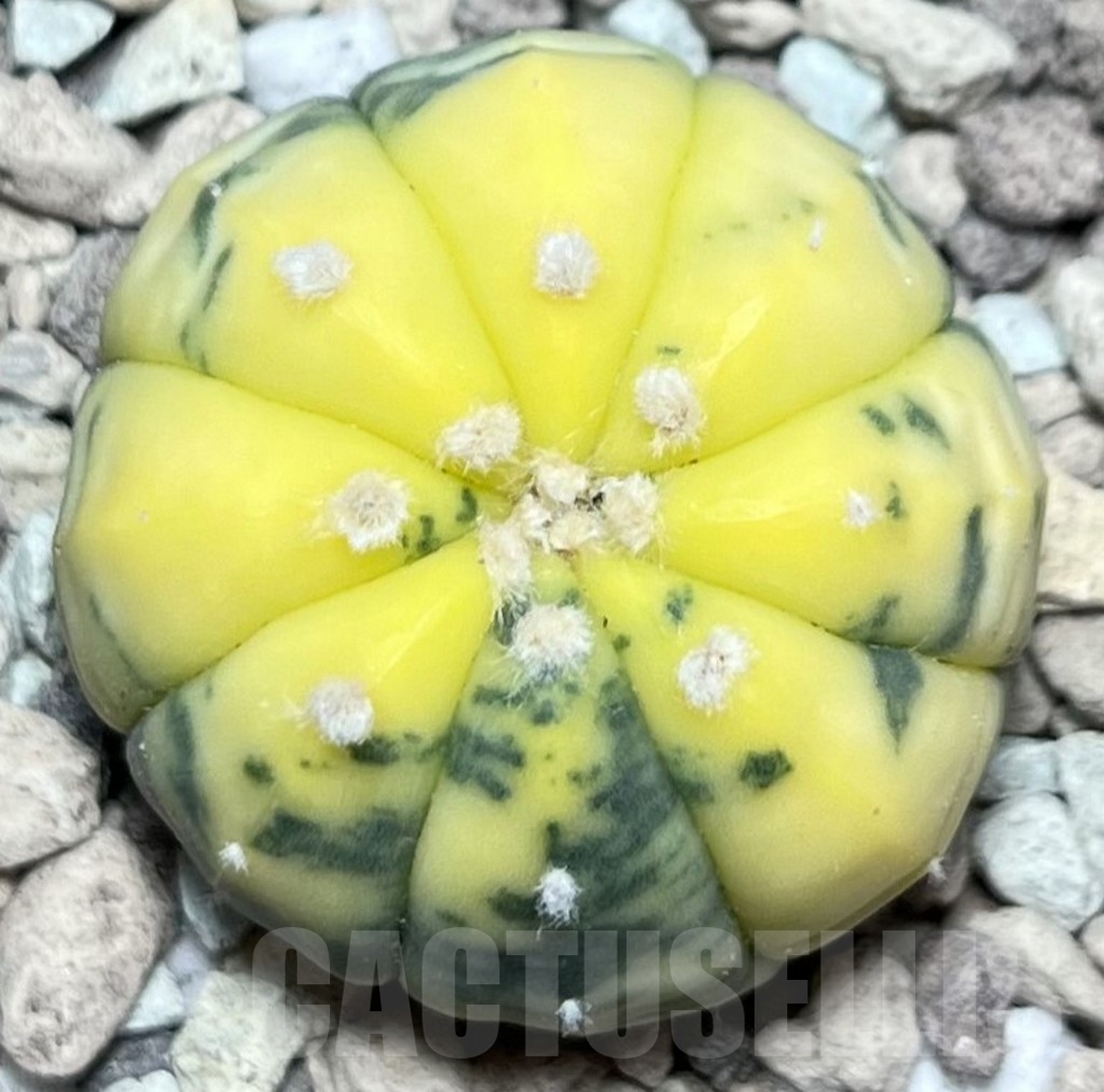 SHPR16943 Astrophytum asterias f. variegata