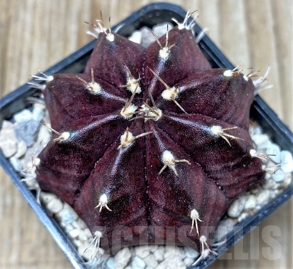 SHPR16720 Gymnocalycium mihanovichii ‘Black window'