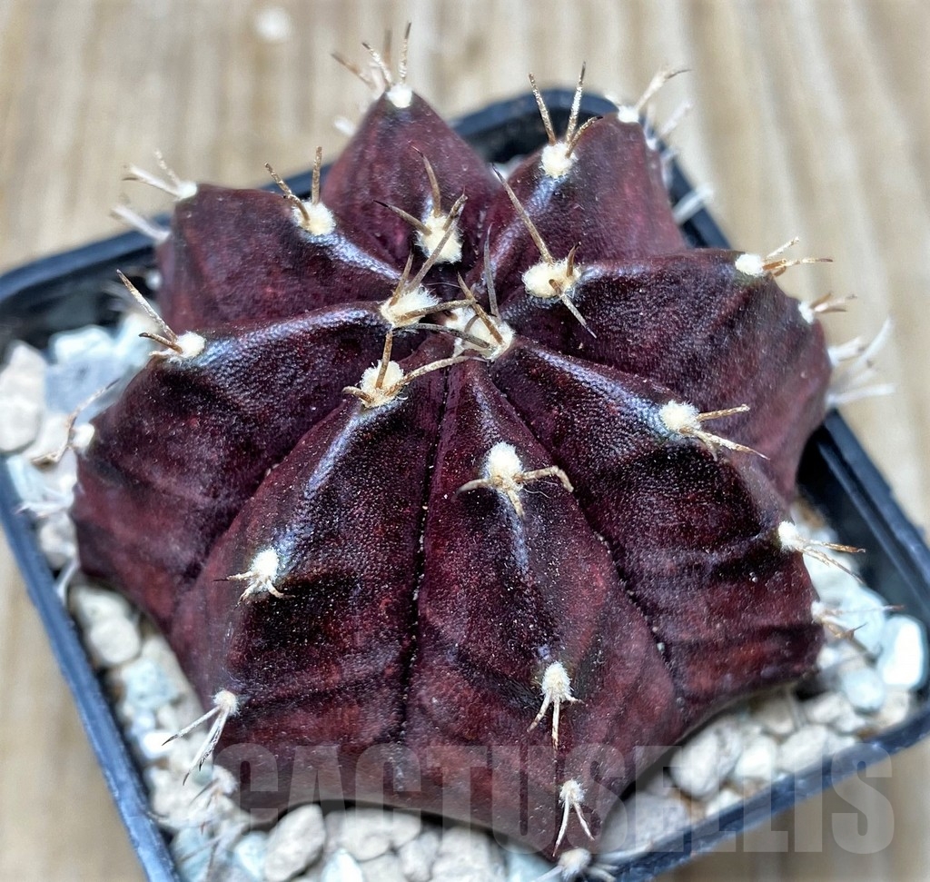 SHPR16720 Gymnocalycium mihanovichii ‘Black window' - Obrázek 2