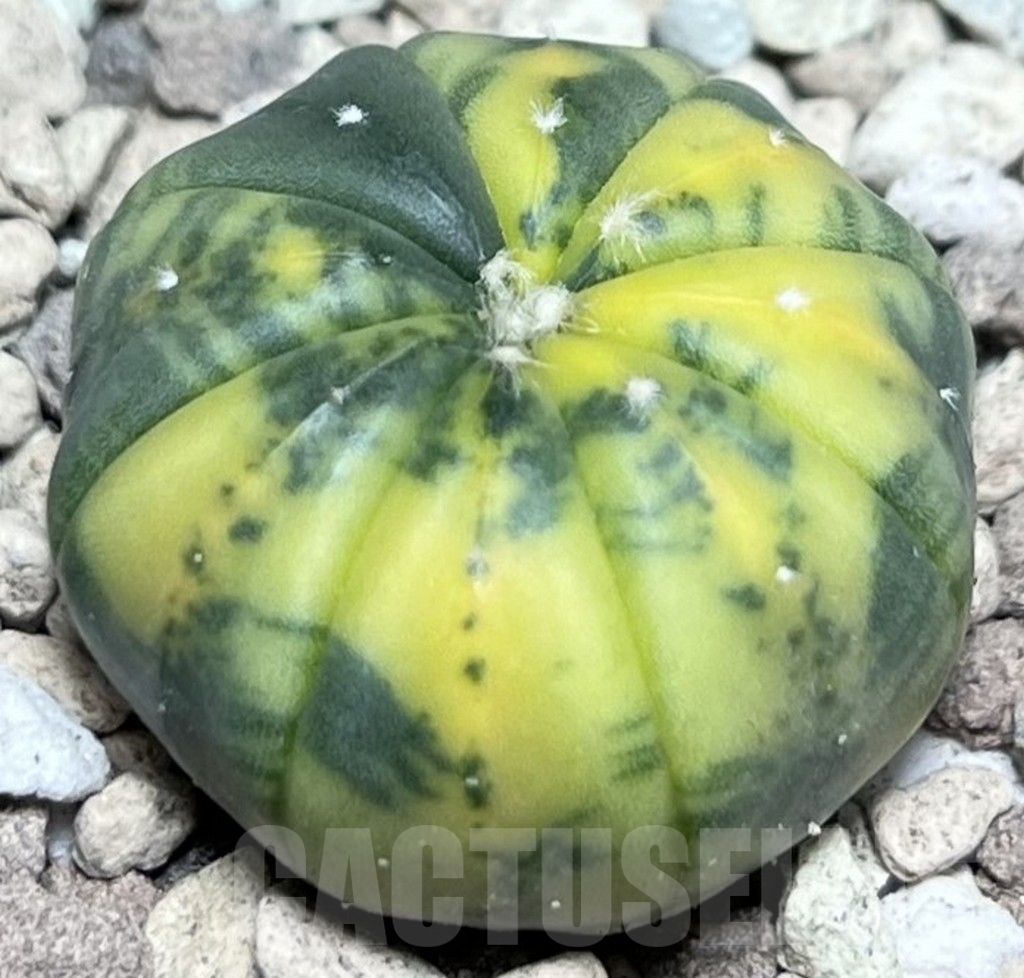 SHPR16944 Astrophytum asterias f. variegata - Image 2