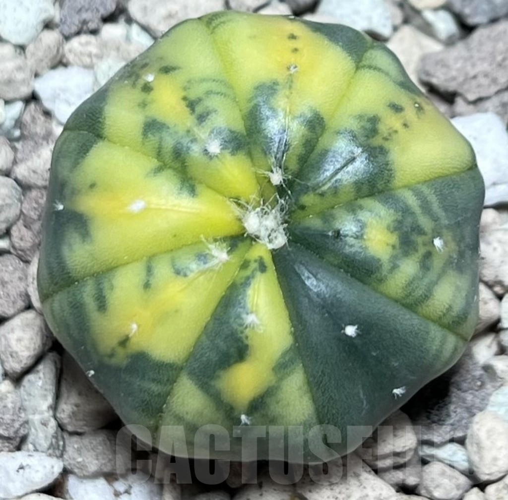SHPR16944 Astrophytum asterias f. variegata