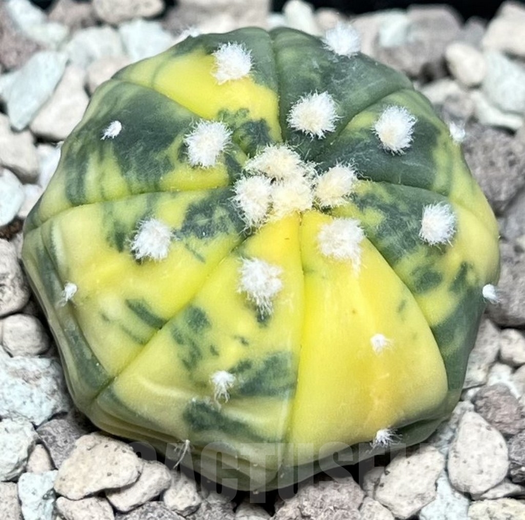 SHPR16945 Astrophytum asterias f. variegata - Image 2