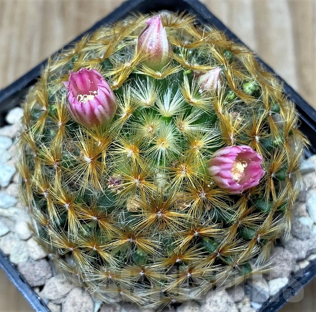 SHPR16721 Mammillaria schiedeana, Pink flower