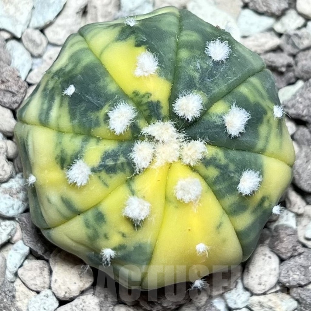 SHPR16945 Astrophytum asterias f. variegata