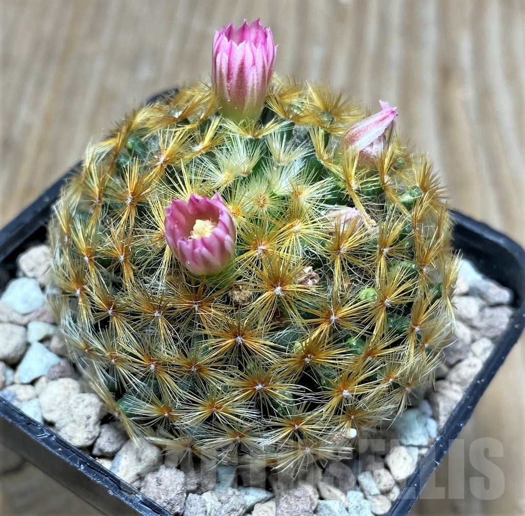 SHPR16721 Mammillaria schiedeana, Pink flower - immagine 2