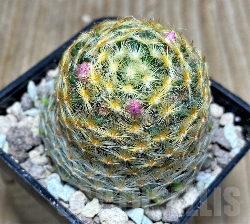 SHPR16722 Mammillaria schiedeana, Pink flower - 画像 (2)