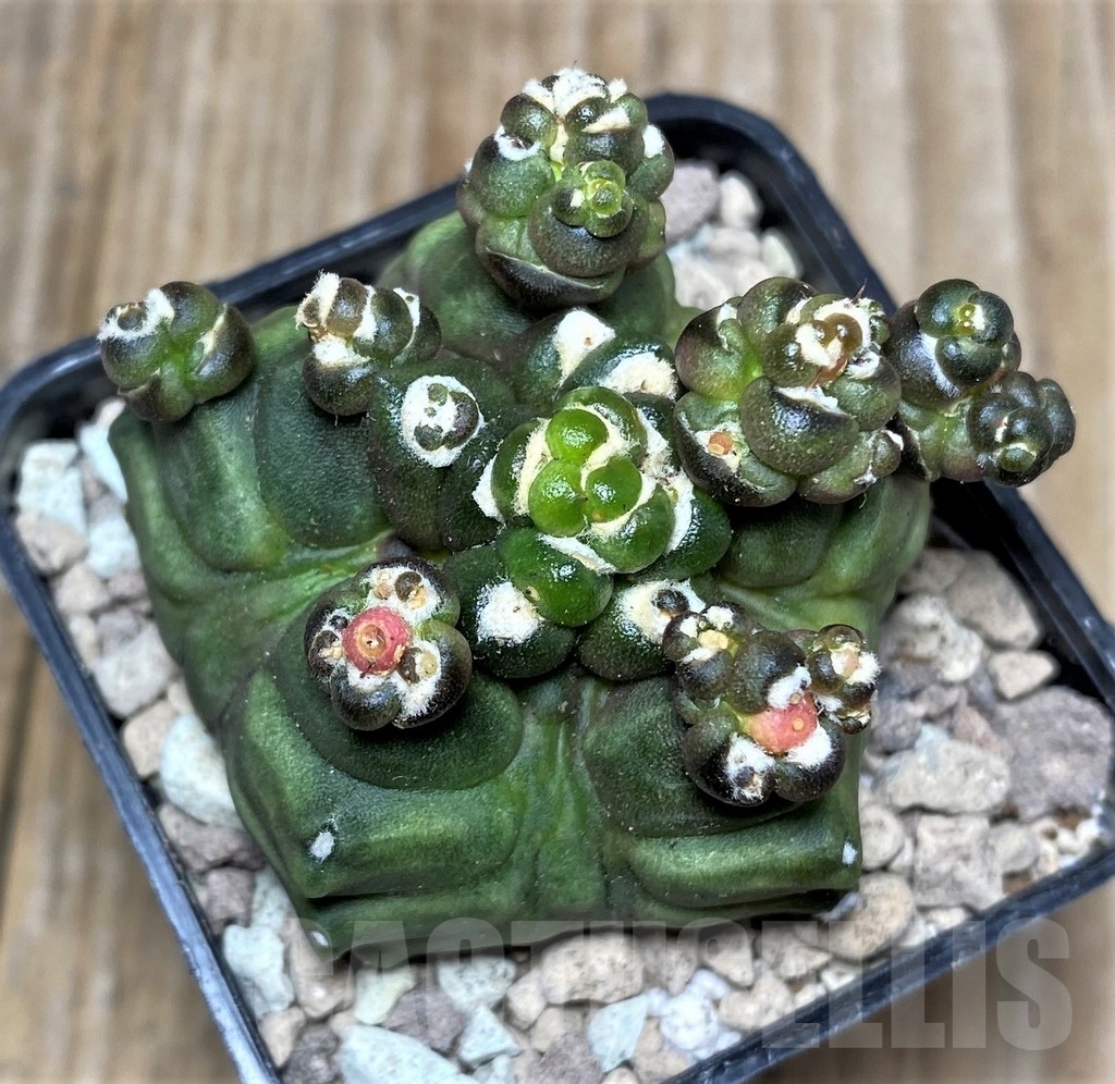 SHPR16724 Gymnocalycium mihanovichii ‘Transformer’ - immagine 2