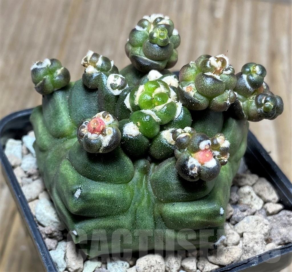 SHPR16724 Gymnocalycium mihanovichii ‘Transformer’