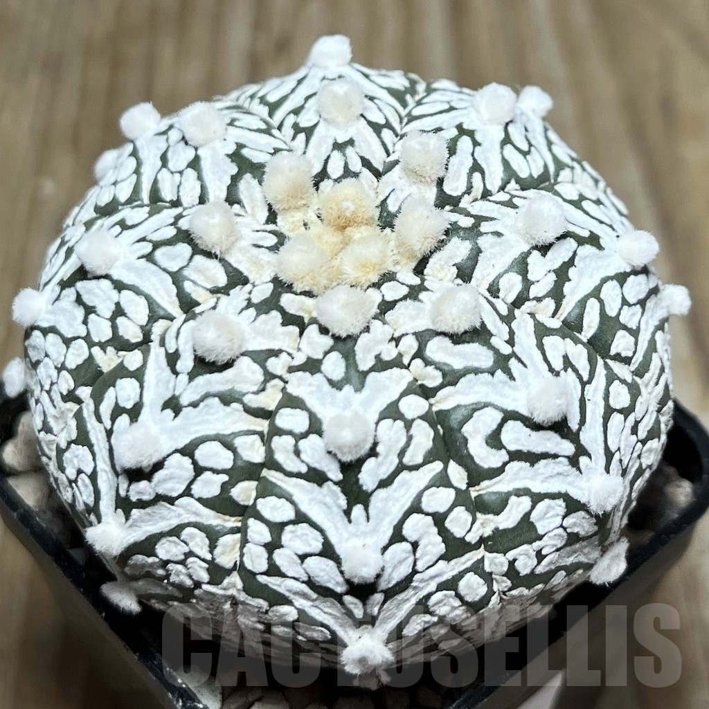 SHPR16949 Astrophytum asterias 'SK' V-type' - Image 2