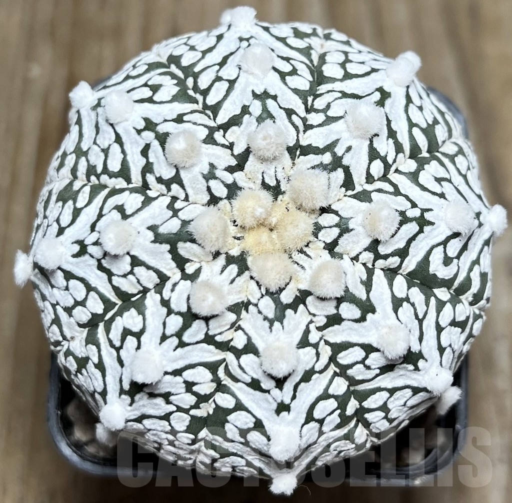 SHPR16949 Astrophytum asterias 'SK' V-type'