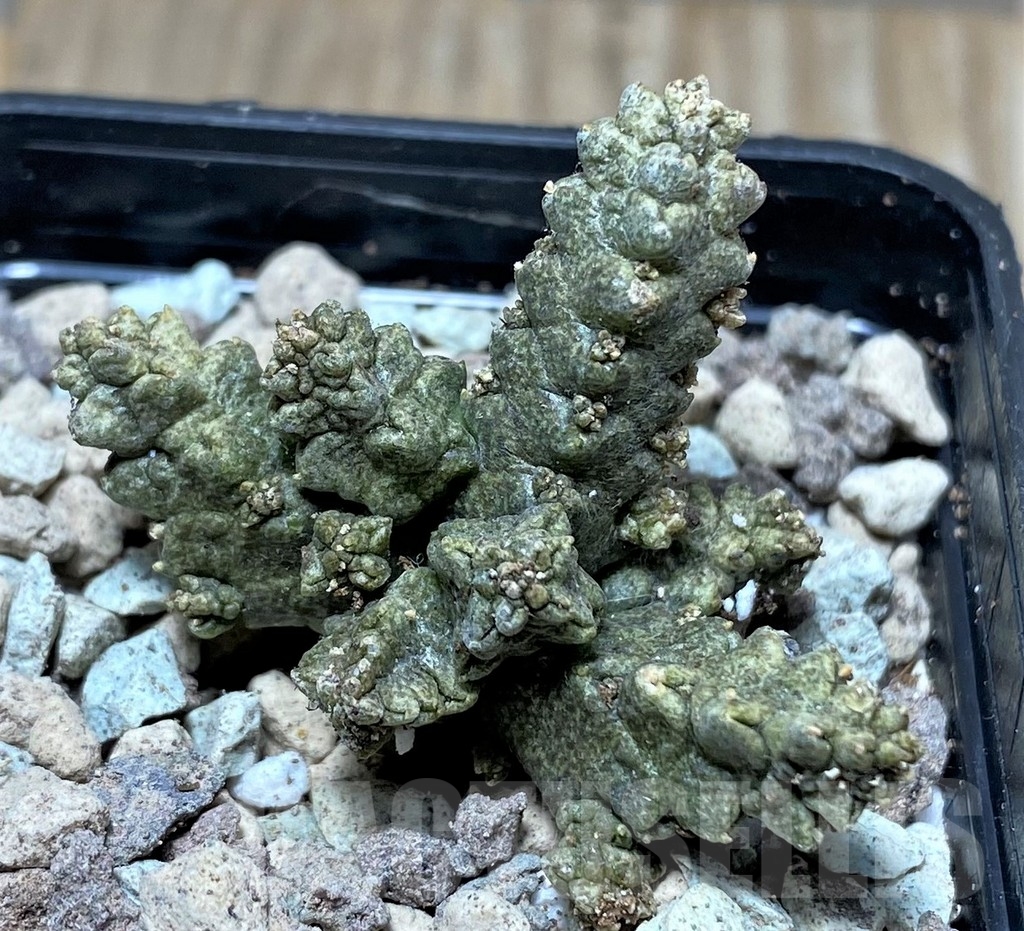 SHPR16742 Pseudolithos mccoyi - Image 2