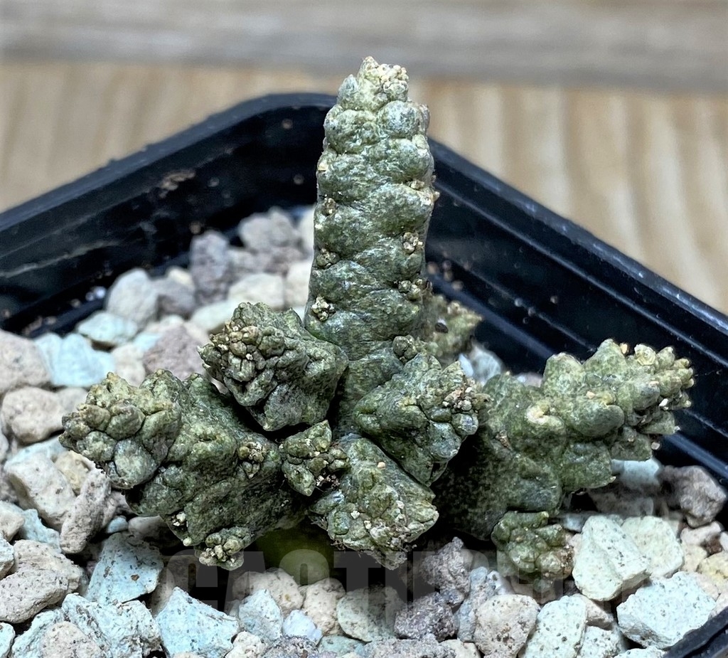 SHPR16742 Pseudolithos mccoyi