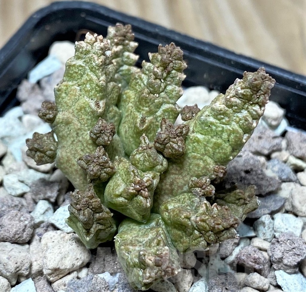 SHPR16744 Pseudolithos mccoyi - Image 2