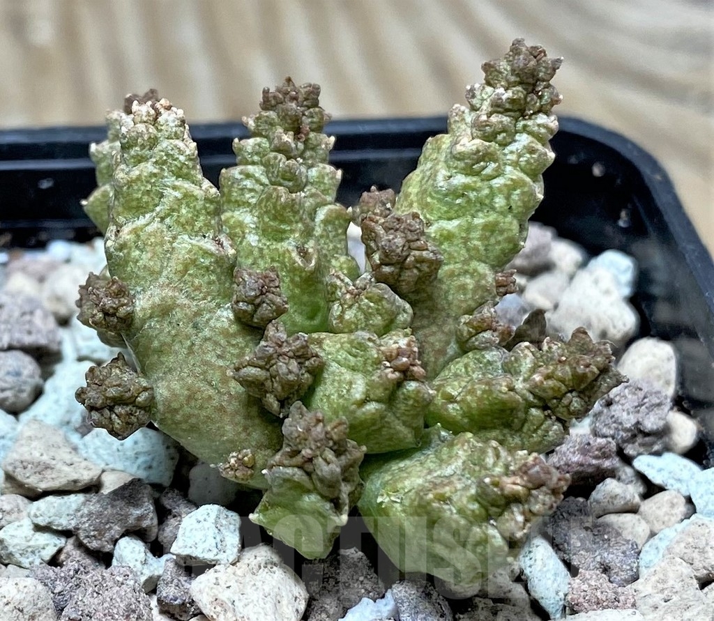SHPR16744 Pseudolithos mccoyi