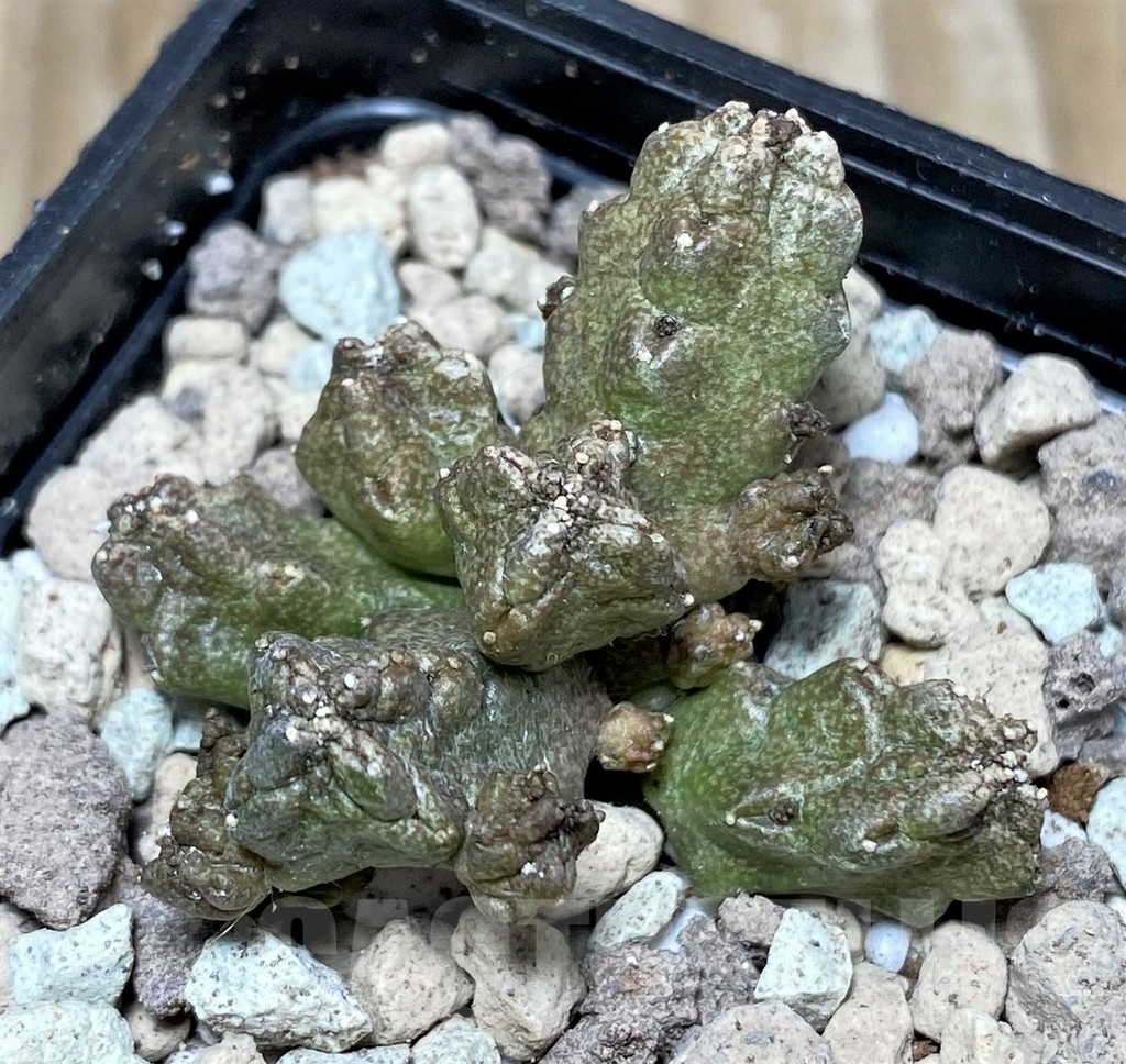 SHPR16737 Pseudolithos mccoyi