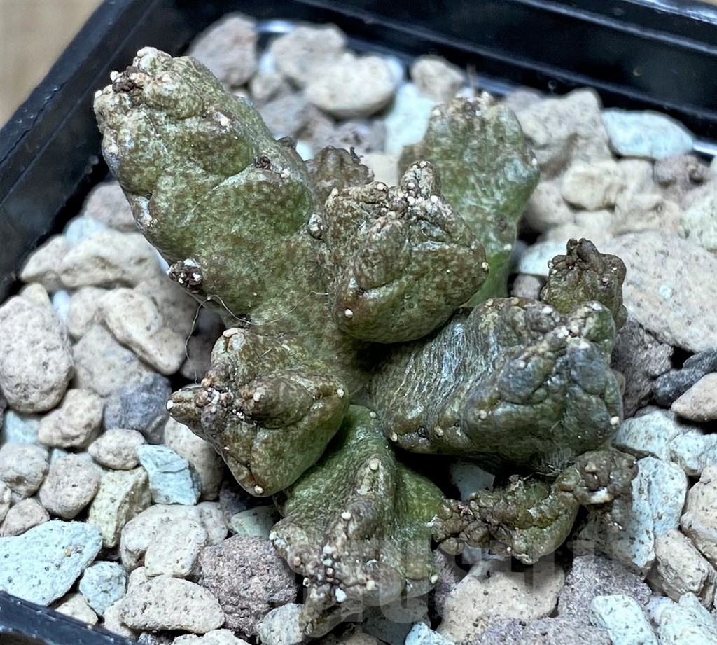 SHPR16737 Pseudolithos mccoyi - Image 2