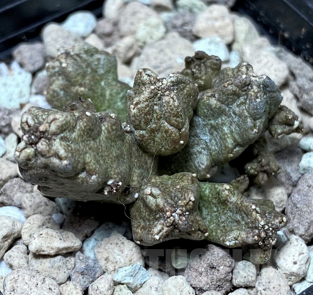 SHPR16737 Pseudolithos mccoyi - Image 3