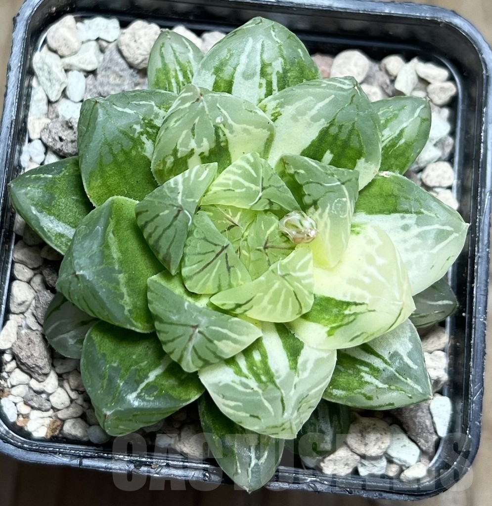 SHPR16954 Haworthia cooperi f. variegata - immagine 2