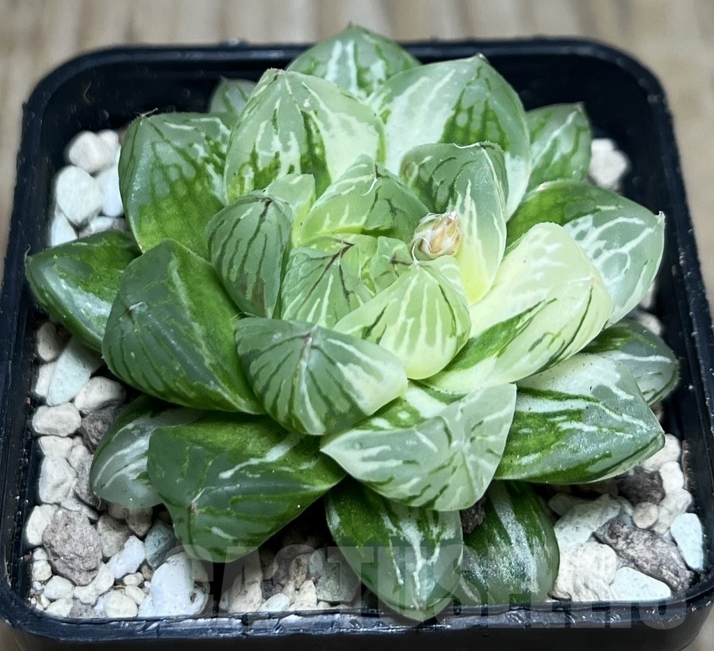 SHPR16954 Haworthia cooperi f. variegata
