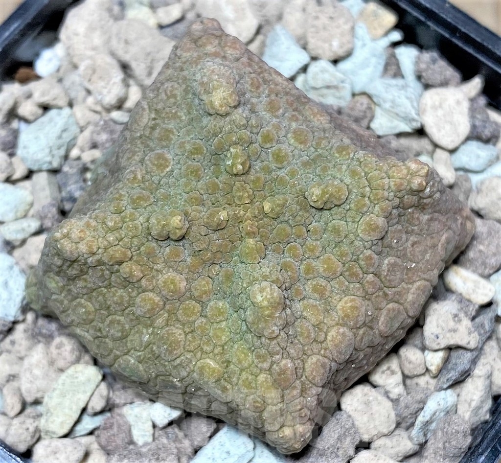 SHPR16732 Pseudolithos cubiformis - Image 2