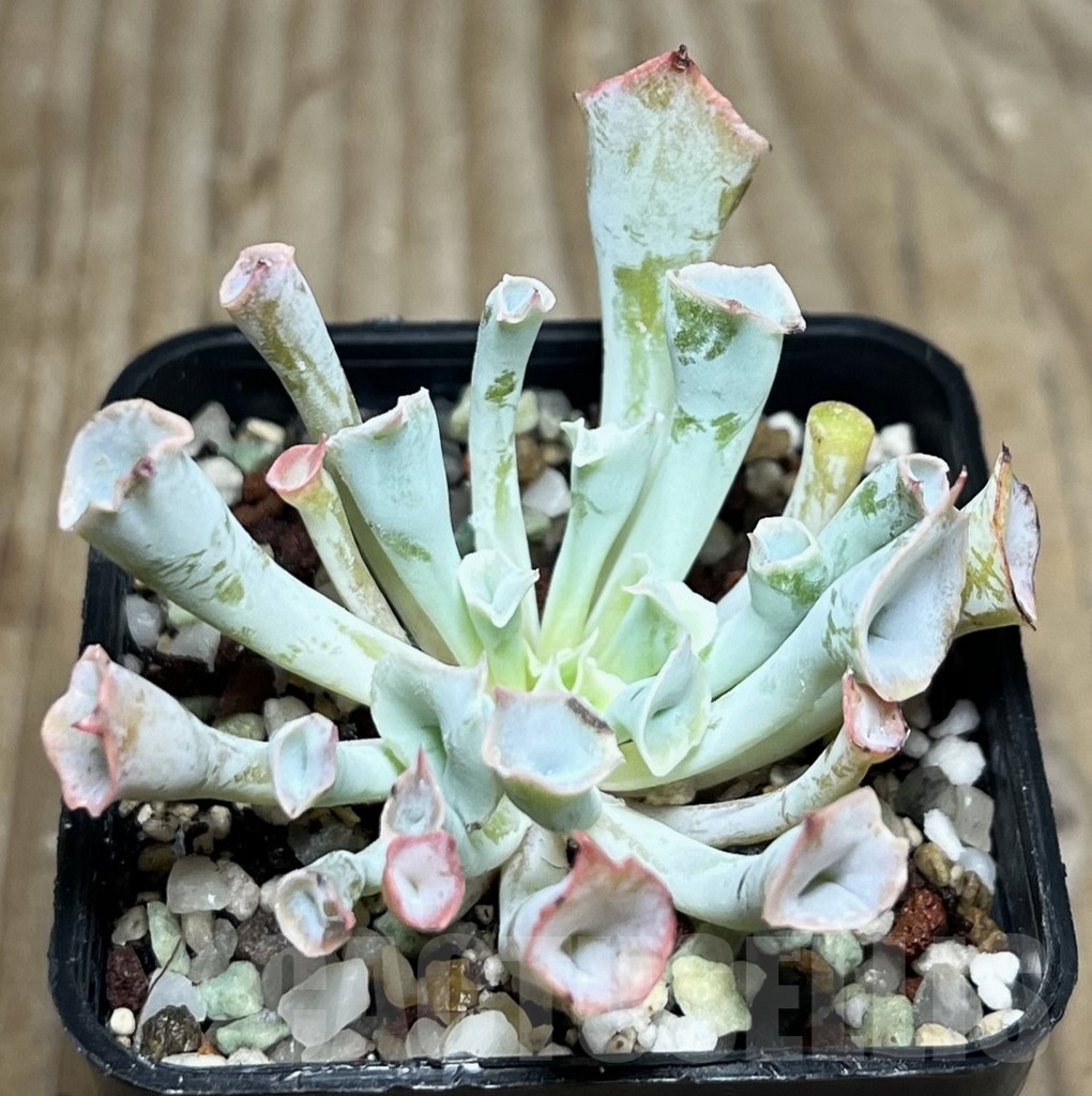 SHPR16957 Echeveria 'Trumpet'
