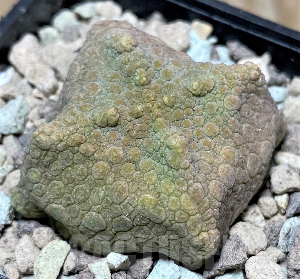 SHPR16732 Pseudolithos cubiformis