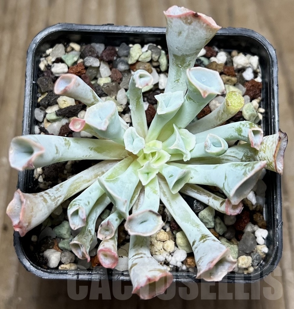 SHPR16957 Echeveria 'Trumpet' - immagine 2