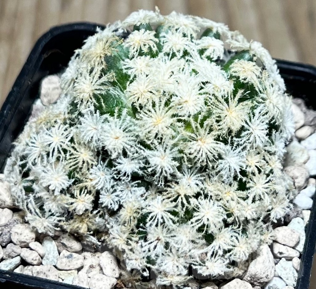 SHPR16959 Mammillaria plumosa 'Snow'