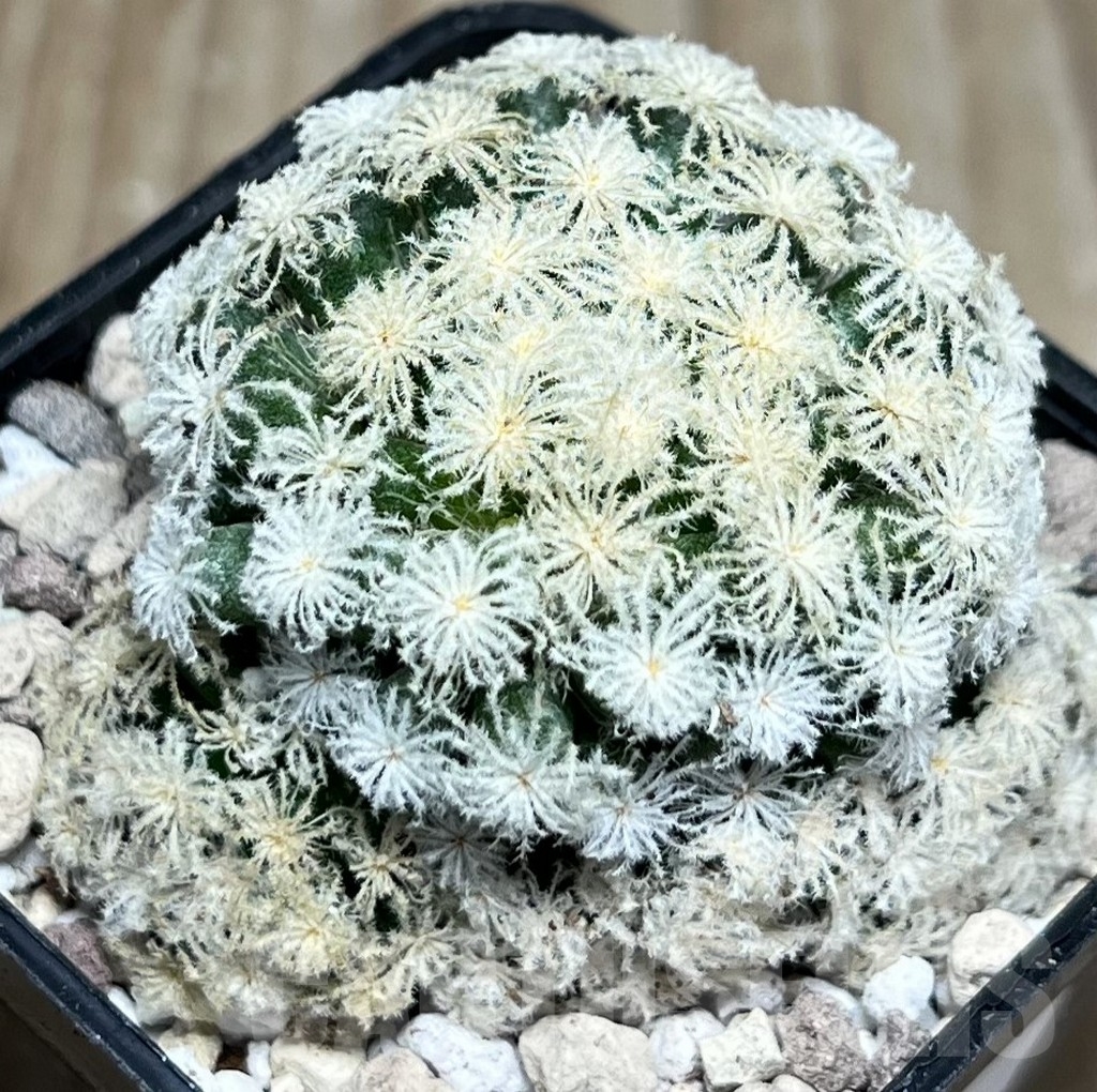 SHPR16960 Mammillaria plumosa 'Snow'