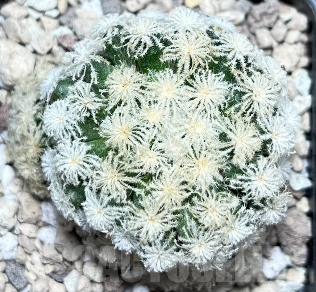 SHPR16960 Mammillaria plumosa 'Snow' - Image 2