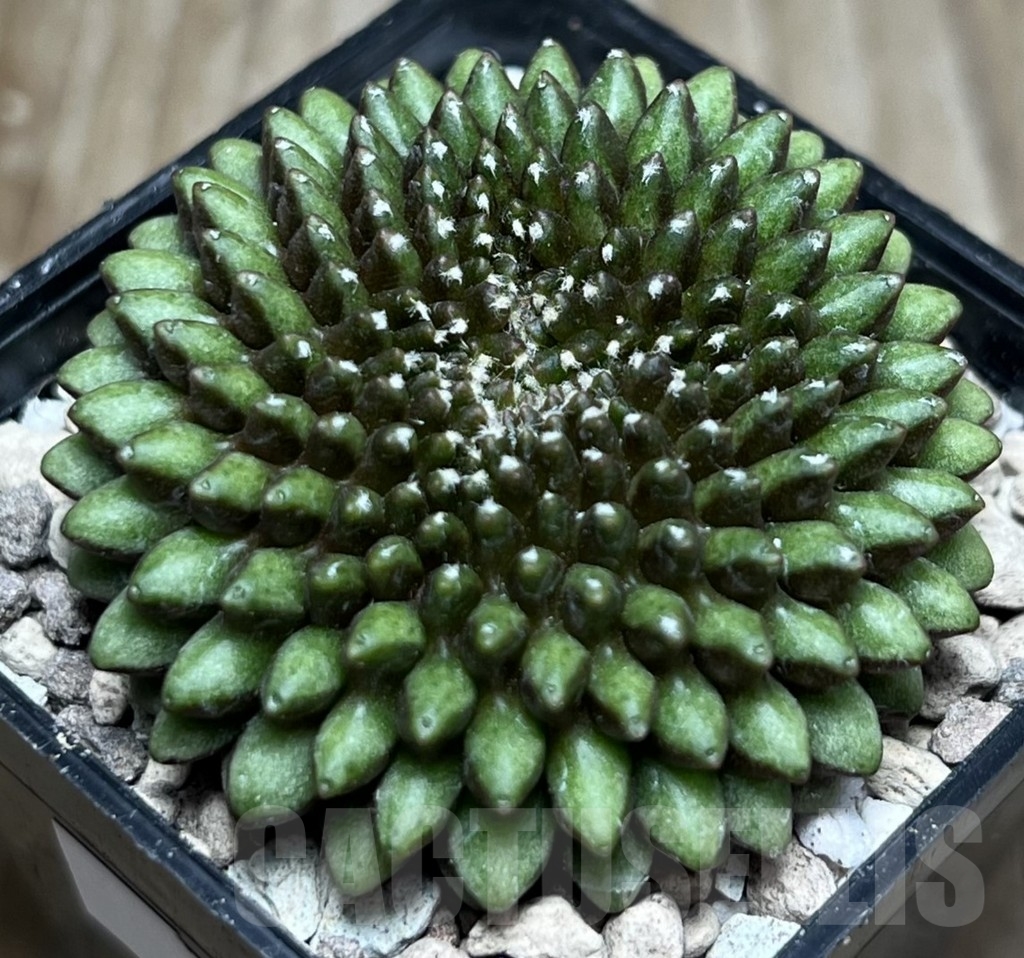 SHPR16961 Gymnocalycium mihanovichii ‘inermis’ f. cristata