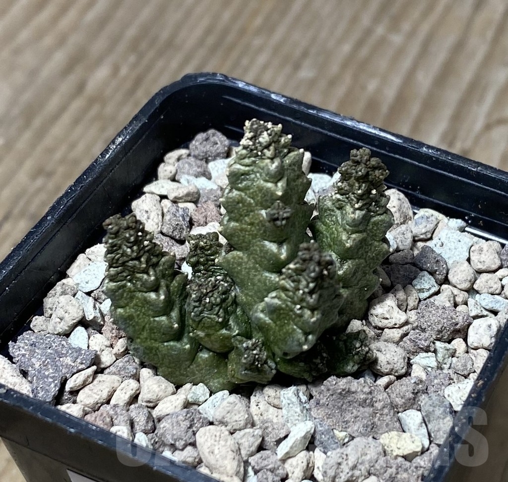 SHPR16736 Pseudolithos mccoyi
