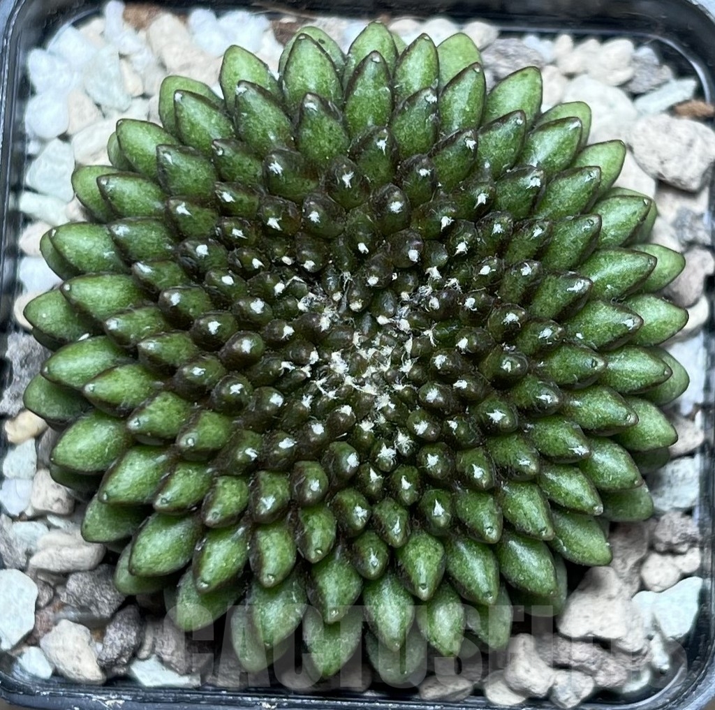 SHPR16961 Gymnocalycium mihanovichii ‘inermis’ f. cristata - Image 2