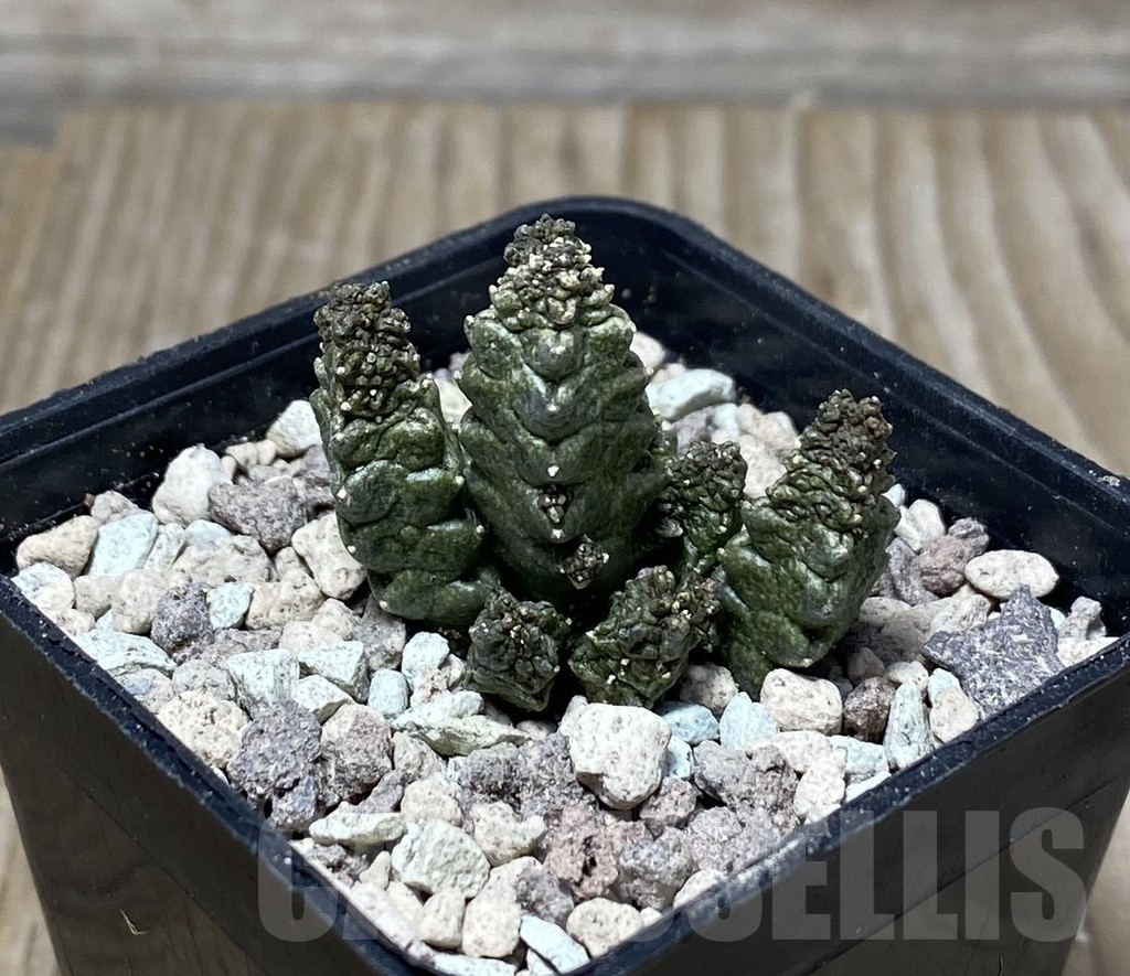 SHPR16736 Pseudolithos mccoyi - Image 2