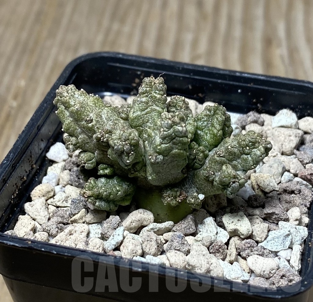 SHPR16739 Pseudolithos mccoyi
