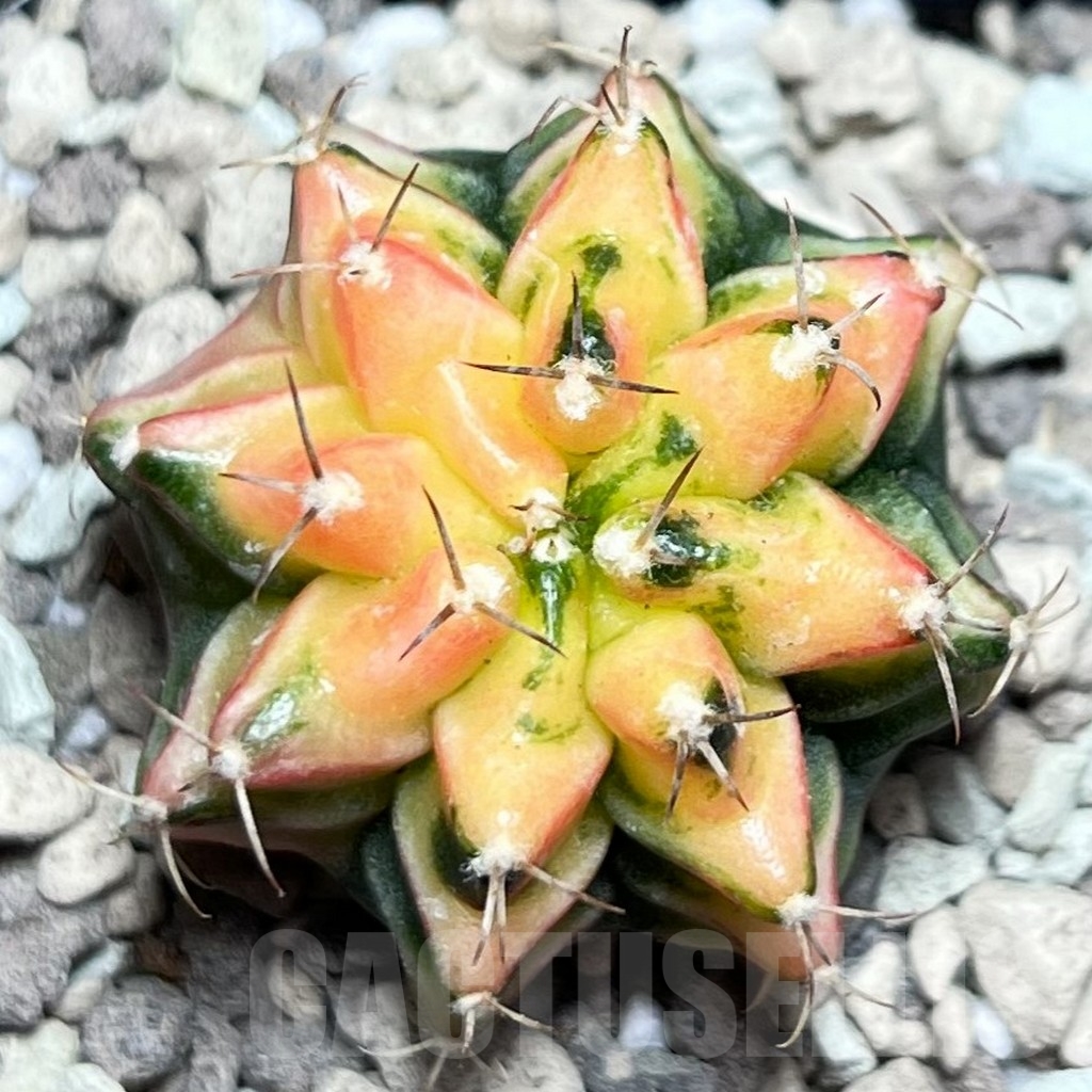 SHPR16963 Gymnocalycium mihanovichii f. variegata