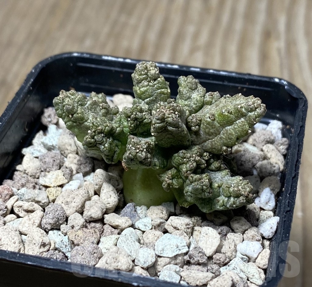 SHPR16739 Pseudolithos mccoyi - Image 2