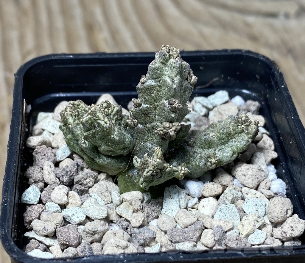 SHPR16740 Pseudolithos mccoyi