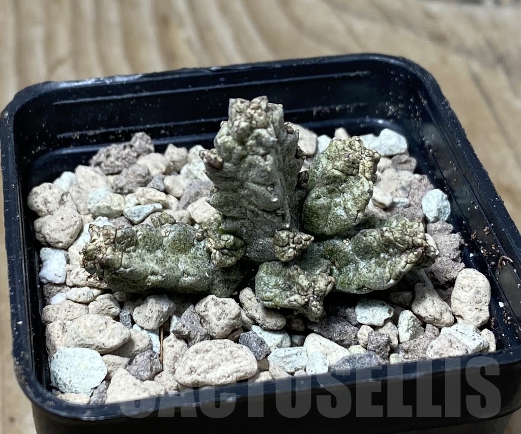 SHPR16740 Pseudolithos mccoyi - Image 2